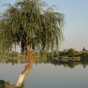 Moara Vlasiei 2 12 - 14 aug.